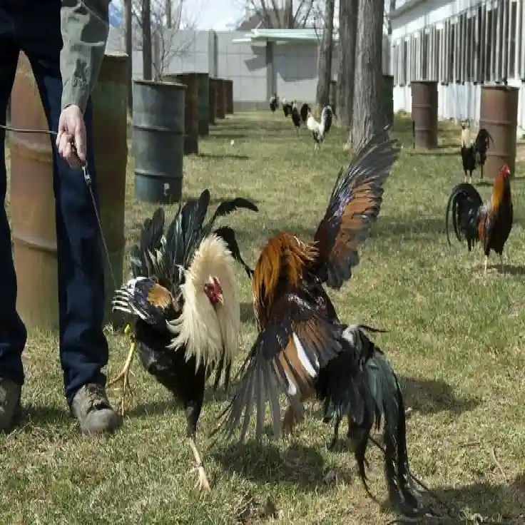 Jenis Ayam Aduan yang Sering Muncul di Platform S128S